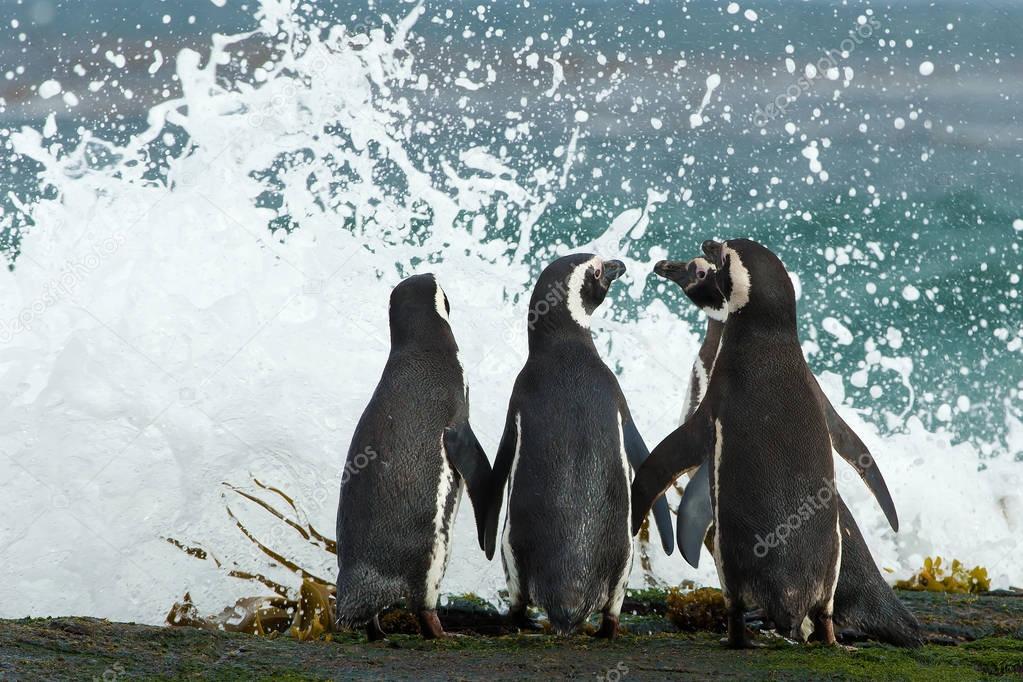 Group of Magellanic penguins gather together on the rocky coast 