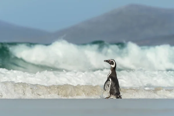 Pingouin de Magellan allant à l'océan orageux — Photo