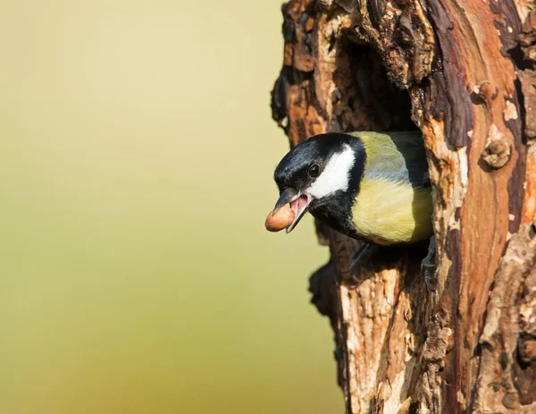 Kohlmeise mit Mutter im Schnabel — Stockfoto