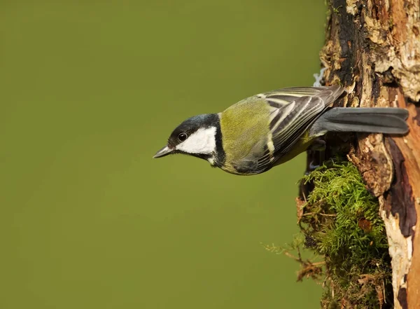 Kohlmeise auf Baumstamm, Frühling, uk. — Stockfoto