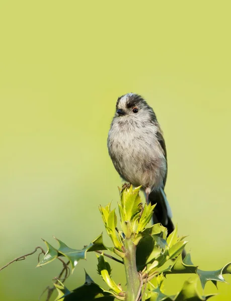 Long tailed tit perching on a bush in spring — Stock Photo, Image