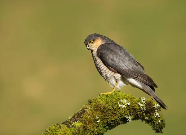 Erwachsene männliche Sperber sitzen auf einem moosigen Baumstamm — Stockfoto