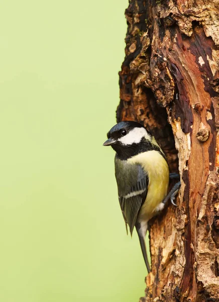 Great tit on a tree trunk — Stock Photo, Image