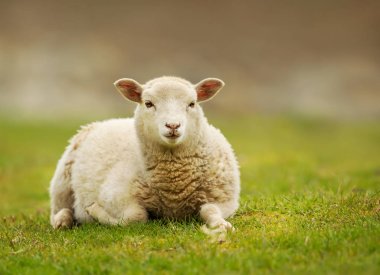 Young Shetland sheep lying on the grass clipart