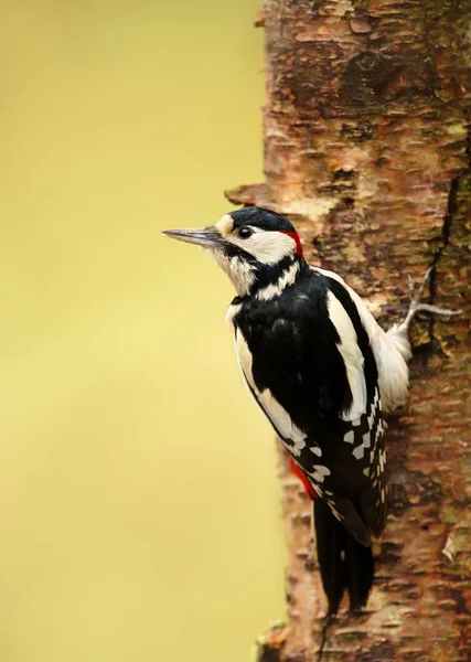 Bra Spotted Woodpecker på en trädstam — Stockfoto