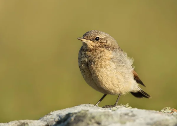 Close up of Juvenile Northern wheatear standing on a rock — Stock Photo, Image