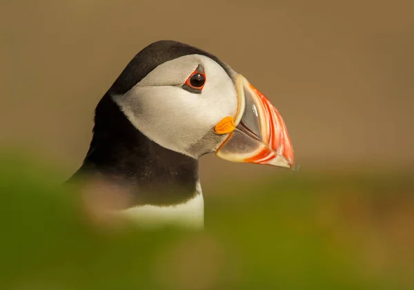 Close up of Atlantic puffin in summer — Stock Photo, Image