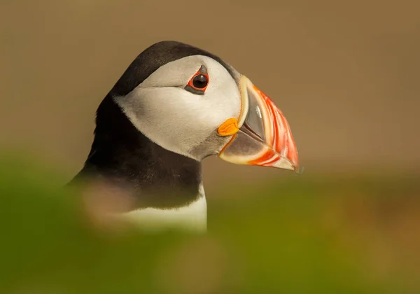 Κοντινό πλάνο της Atlantic puffin το καλοκαίρι — Φωτογραφία Αρχείου