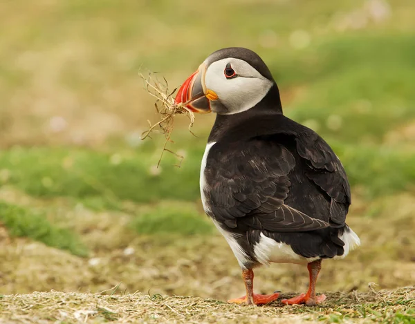 Puffin Atlântico com material de nidificação no bico — Fotografia de Stock