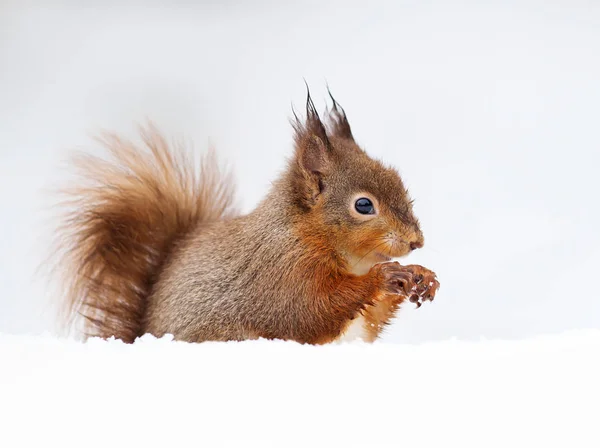 Rode eekhoorn zitten in de sneeuw tegen witte achtergrond — Stockfoto