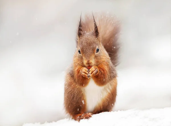 Cute Red squirrel in the falling snow — Stock Photo, Image