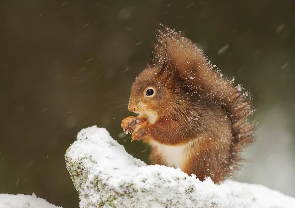 Χαριτωμένο Κόκκινο σκίουρο στο πέφτει χιόνι — Φωτογραφία Αρχείου