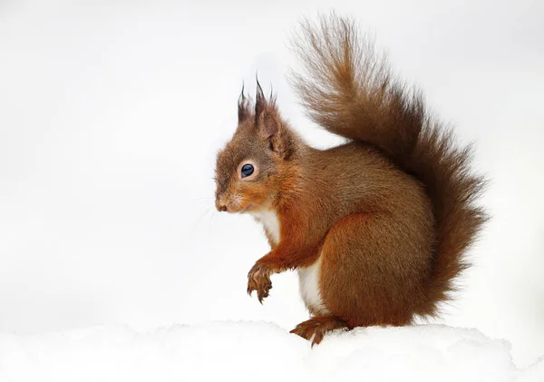 Rode eekhoorn zitten in de sneeuw tegen witte achtergrond — Stockfoto