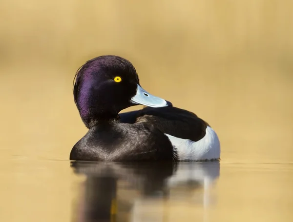 Masculino adornado pato natação no lago — Fotografia de Stock