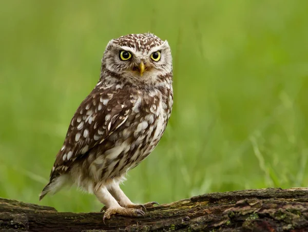 Pójdźka (Athene noctua) zawieszeni na drzewie. — Zdjęcie stockowe