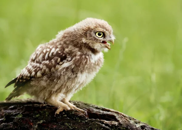 Pequeño búho juvenil (Athene noctua) posado sobre un árbol —  Fotos de Stock