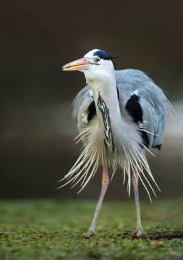 Gri balıkçıl ayakta yeşil çim sahada 
