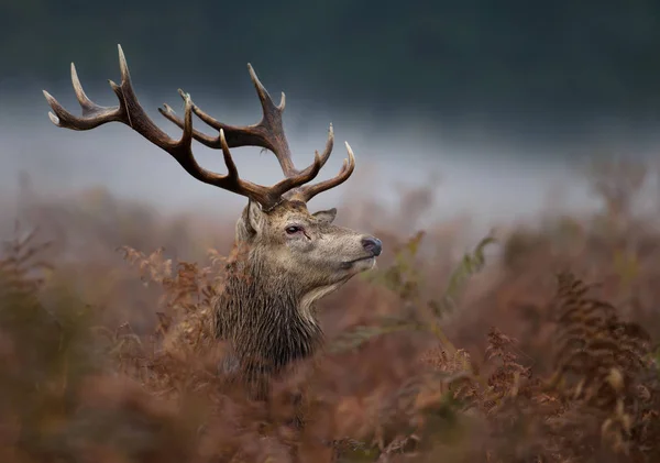 Close up van een edelhert hert in de mist — Stockfoto