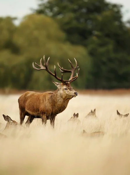 Cerf rouge debout dans l'herbe au milieu d'un groupe de biches — Photo