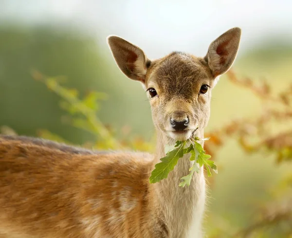 Fallow ciervo cervatillo comer una hoja — Foto de Stock