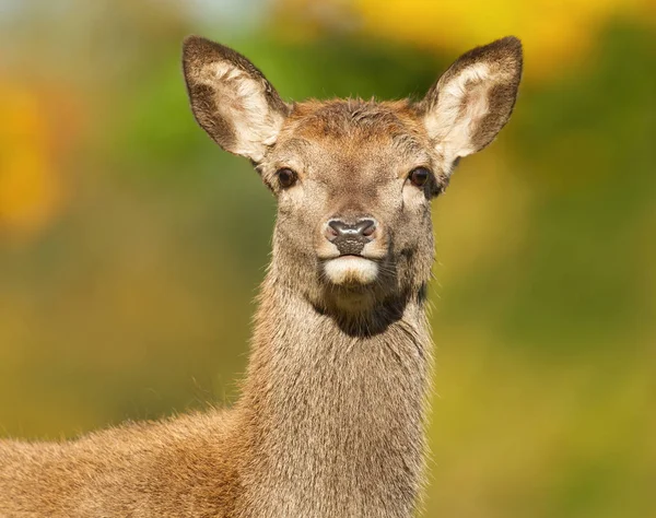 Edelhert hind close-up portret — Stockfoto