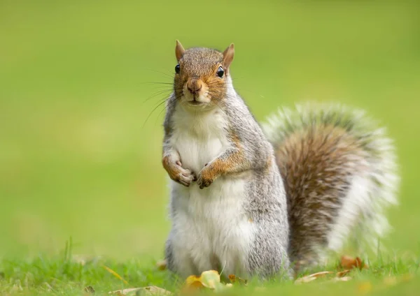 Zaskoczony stojący szary wiewiórka w jesiennych liści — Zdjęcie stockowe
