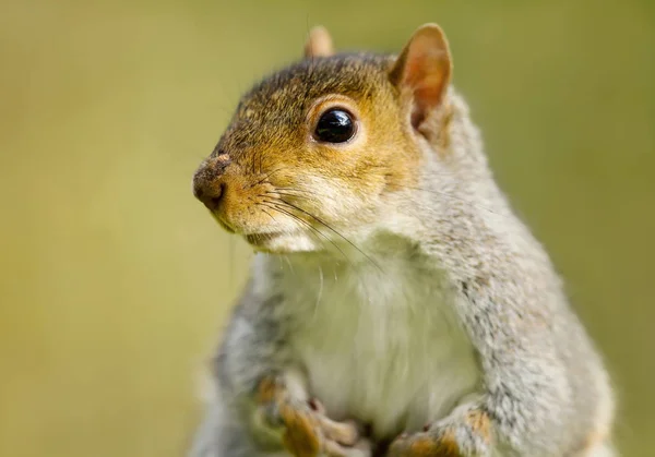 Close up of a grey squirrel against green background — Stock Photo, Image