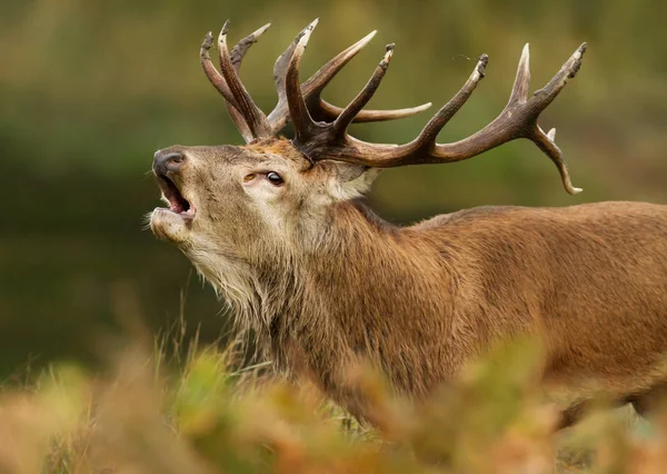 Zblízka jelen jelen řev během říje — Stock fotografie