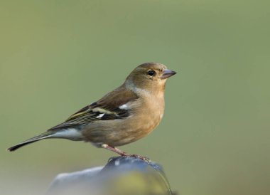 Kadın ortak bir çit tıraşlama ispinoz