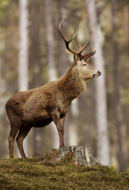 Etkileyici kırmızı geyik ormana yüksek duran özel