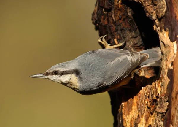 Eurasia Nuthatch posado cerca de un agujero de árbol — Foto de Stock