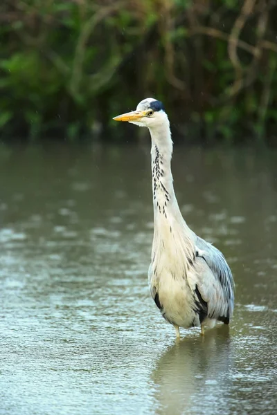 Close-up of a grey heron standing in the water — Stock Photo, Image