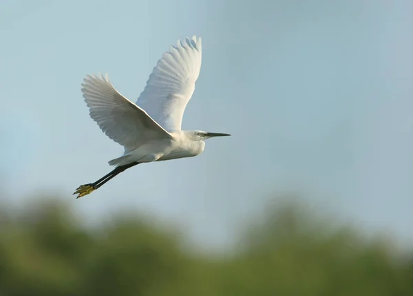 Pequeno Egret em voo contra o céu azul — Fotografia de Stock