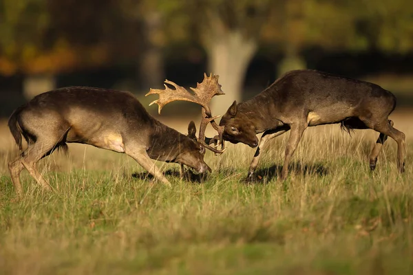 Two male fallow deer fighting during rut in autumn — Stock Photo, Image