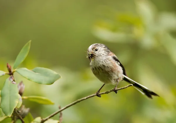 Pico de cola larga con un pico lleno de insectos —  Fotos de Stock