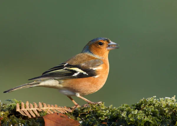 Close-up of a male Common Chaffinch — Stock Photo, Image