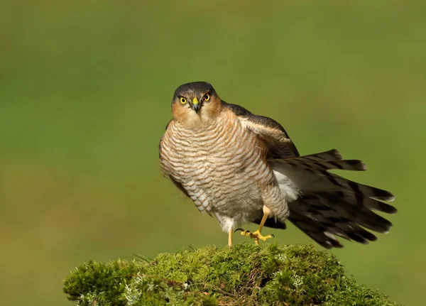 Male Eurasian Sparrowhawk preening on a mossy post — Stock Photo, Image