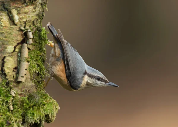Eurasian Nuthatch standing on a mossy tree trunk — Stock Photo, Image