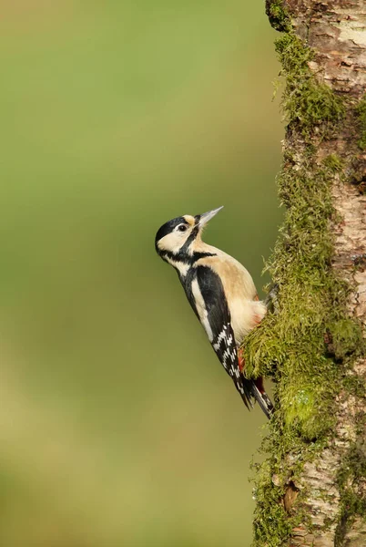 Gran pájaro carpintero moteado en un musgoso árbol — Foto de Stock