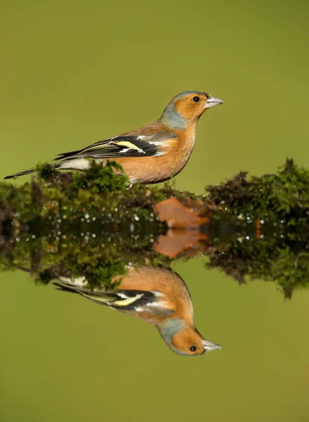Spiegelbild eines männlichen Buchfinks — Stockfoto