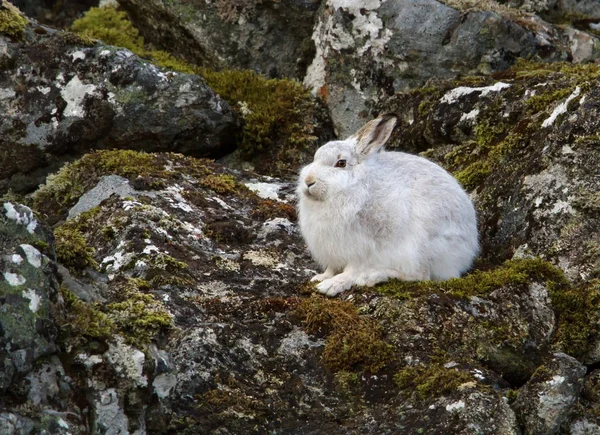 Горный заяц в высокогорье Шотландии . — стоковое фото