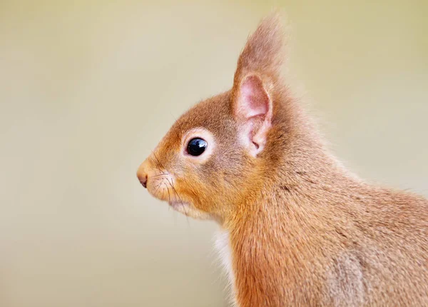 Primer plano de una ardilla roja, Escocia, Reino Unido — Foto de Stock