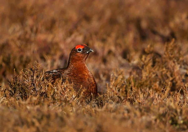 Mannelijke red grouse verbergen op het terrein van de Heide — Stockfoto