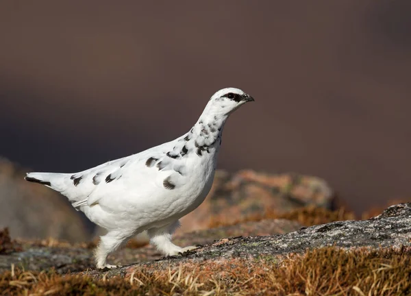 Rock Ptarmigan İskoçya'nın Hills.