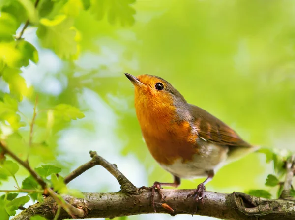 Primer plano de Robin Europea posado en un árbol —  Fotos de Stock