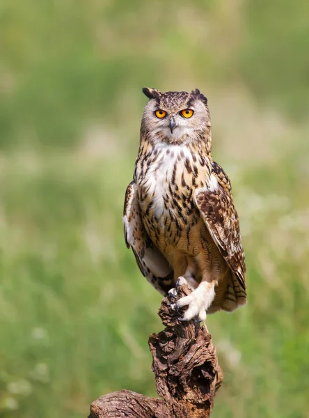 Primer plano del búho águila euroasiática posado en un poste —  Fotos de Stock