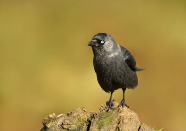 Renkli arka plan, İngiltere'de bir yazı üzerine küçük karga.