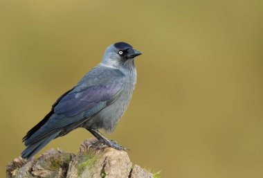 Jackdaw on a post against colourful background, UK. clipart