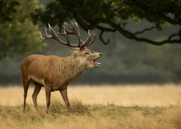 Close Red Deer Stag Bellowing Rain Reino Unido — Fotografia de Stock