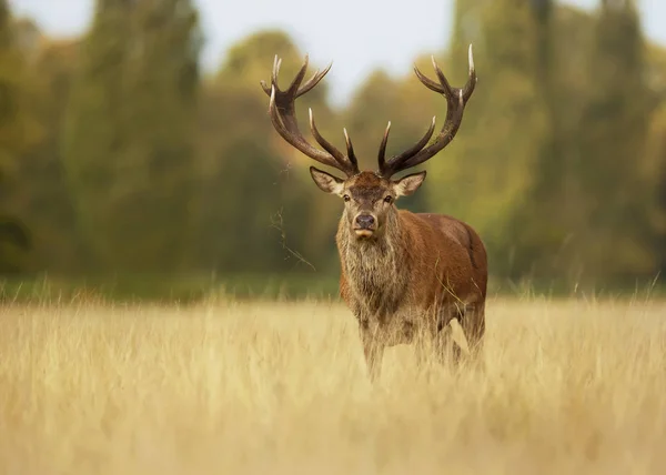 Cerf Rouge Automne Angleterre Royaume Uni — Photo